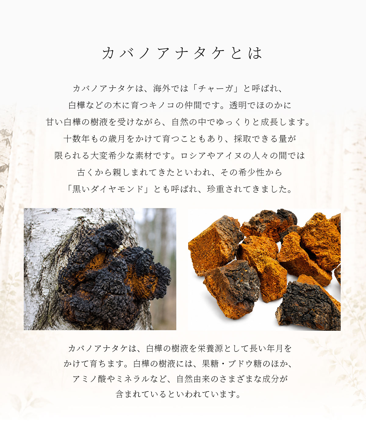 カバノアナタケとは