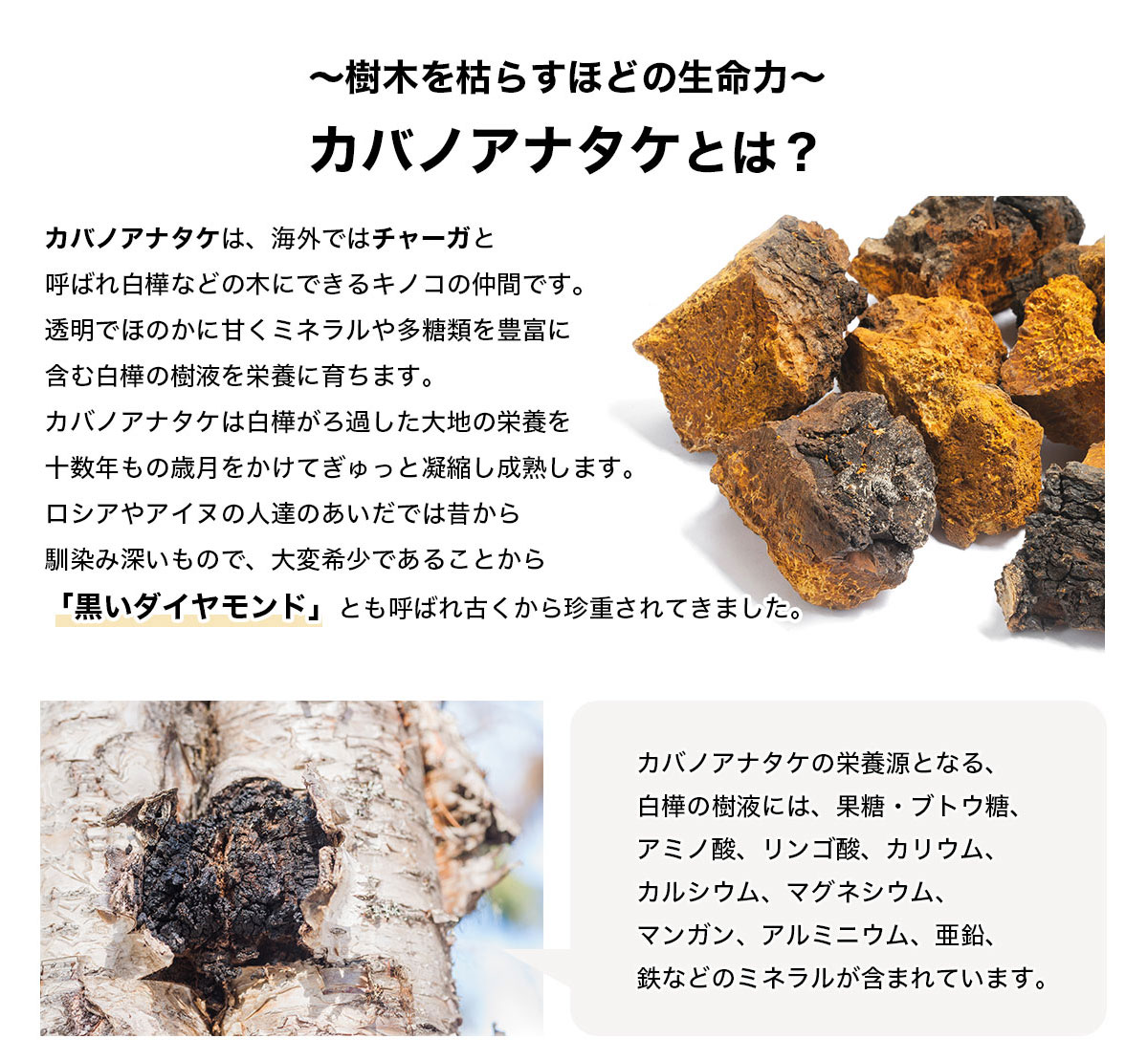 お茶樺のあな茸茶 二箱 - jkc78.com