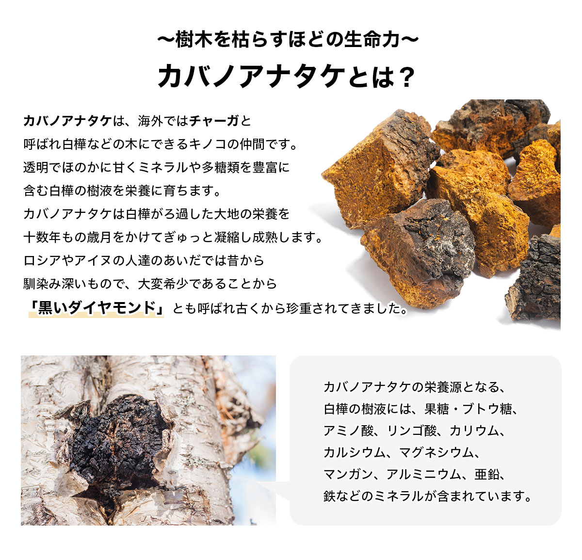 樺のあな茸茶樺のあな茸茶 3箱セット